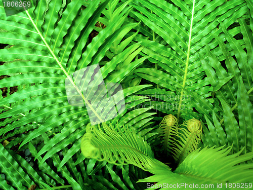 Image of green plant