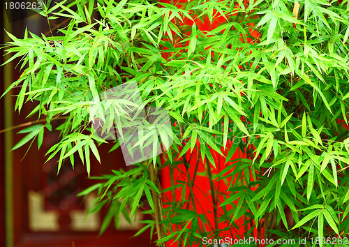 Image of bamboo