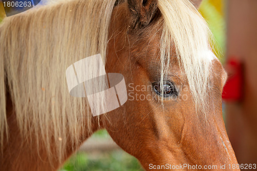 Image of horse