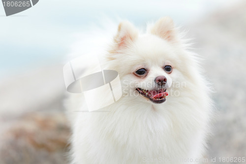 Image of white pomeranian dog