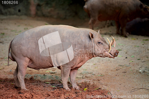 Image of babirusa