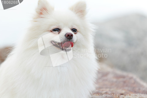 Image of white pomeranian dog