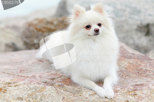 Image of white pomeranian dog