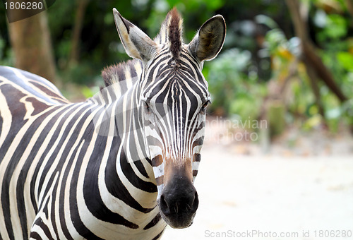 Image of zebra