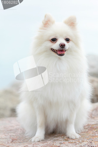 Image of white pomeranian dog