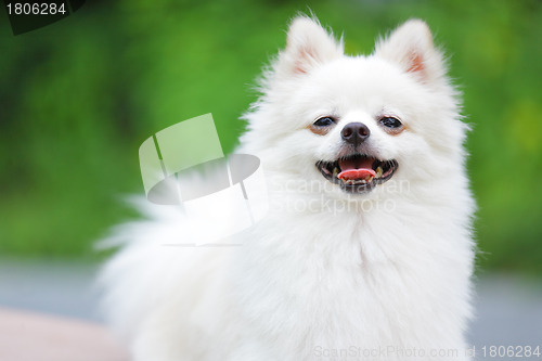 Image of White Pomeranian dog