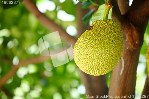 Image of Jackfruit