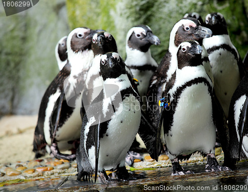 Image of penguins