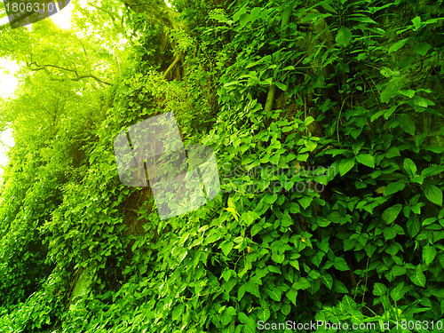 Image of fresh green leaf