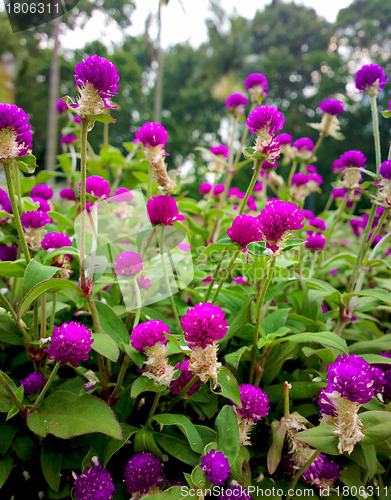 Image of flower field