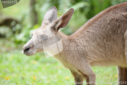 Image of kangaroo