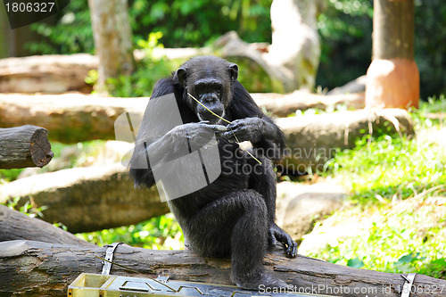 Image of chimpanzee