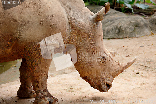 Image of rhino