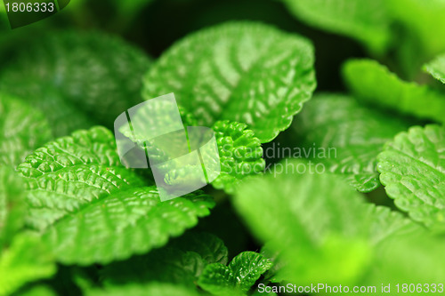 Image of Fresh leaf