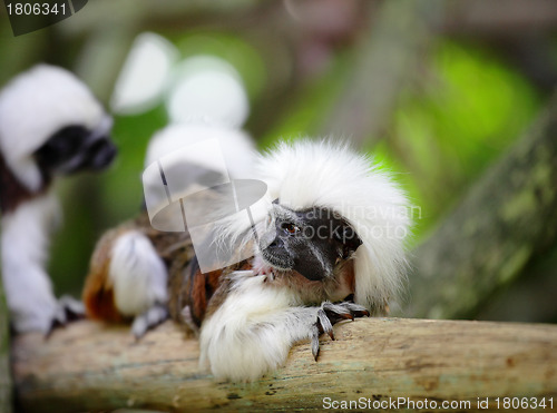 Image of cotton top monkey