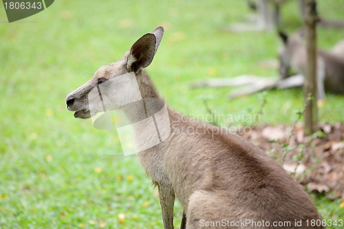 Image of kangaroo