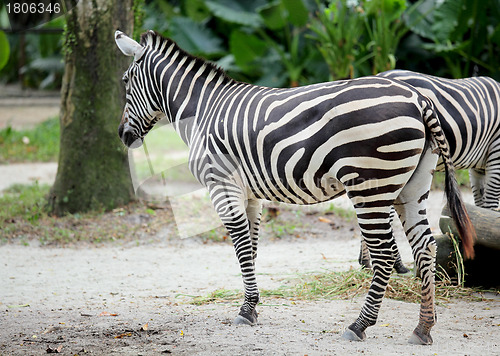 Image of zebra