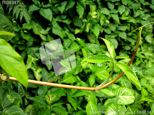 Image of fresh green leaf