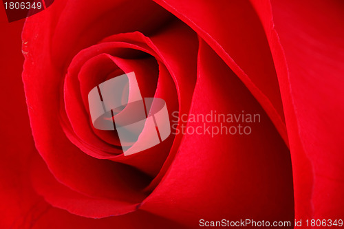 Image of rose close up