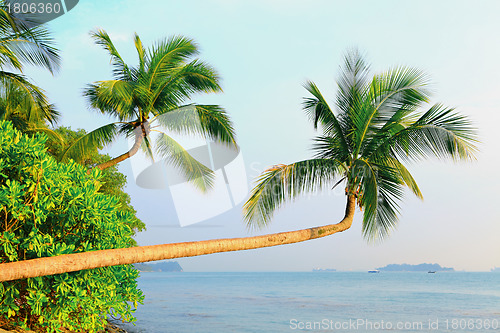 Image of tree and landscape in sentosa, Singapore