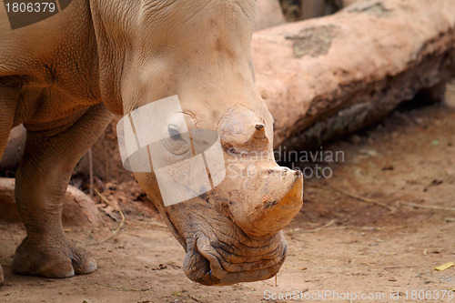 Image of rhino