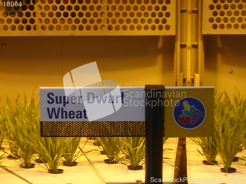 Image of Wheat