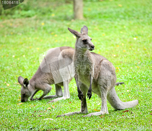 Image of kangaroo