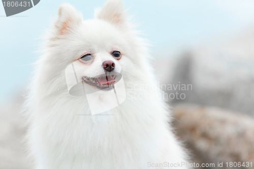 Image of White Pomeranian dog