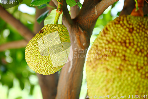 Image of Jackfruit