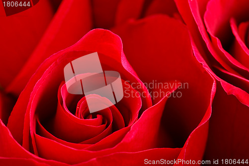 Image of rose close up