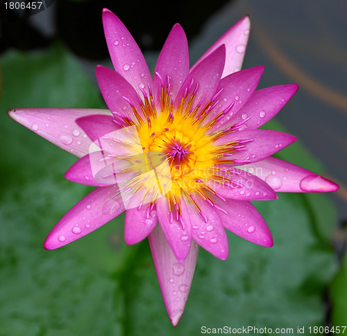 Image of lotus flower