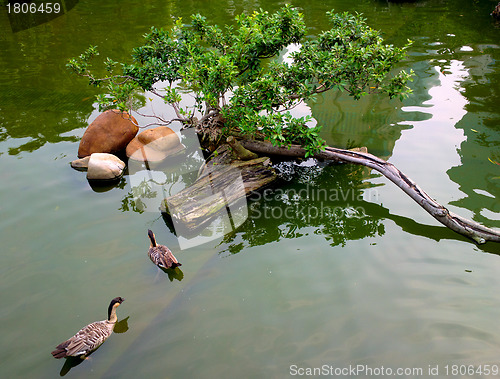 Image of ducks in pond