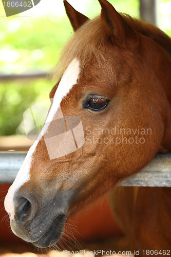 Image of horse