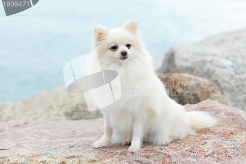 Image of white pomeranian dog