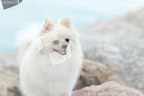 Image of White Pomeranian dog