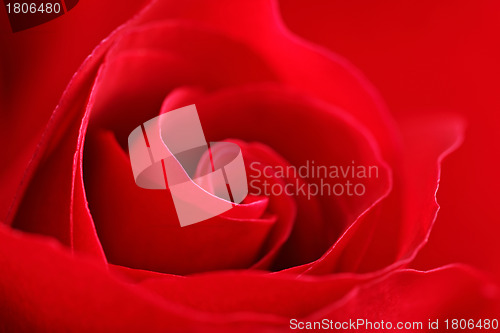 Image of rose close up