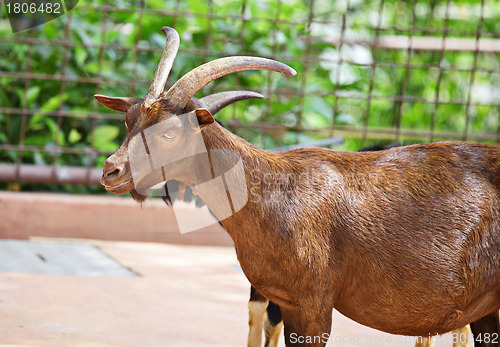 Image of goat in farm