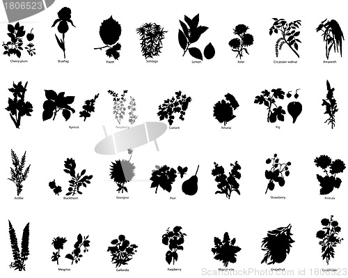 Image of berries and flowers silhouettes