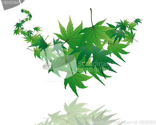 Image of maple leaves