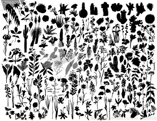 Image of plants and flowers