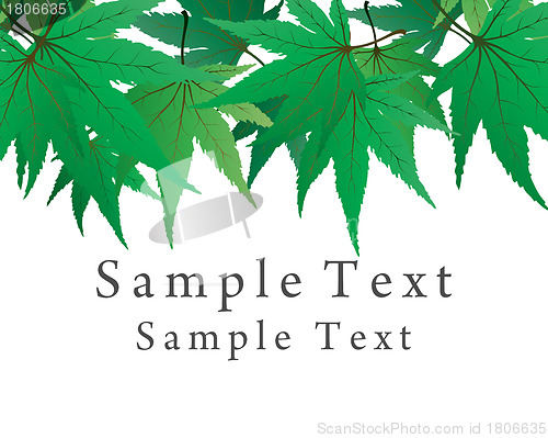 Image of maple leaves