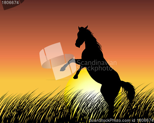 Image of horse on sunset background