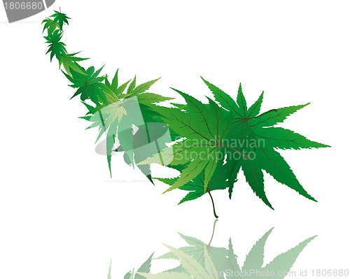 Image of maple leaves