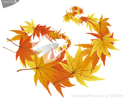 Image of autumn leaves