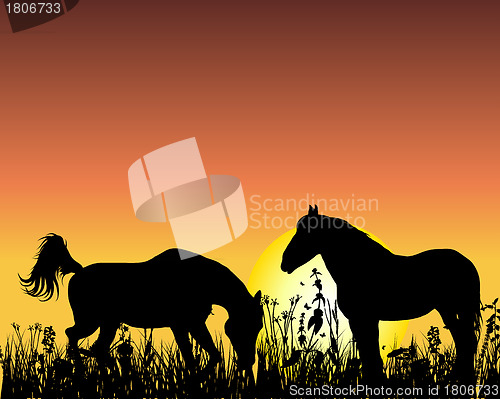 Image of horse on sunset background