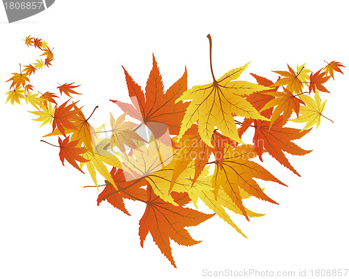 Image of autumn leaves