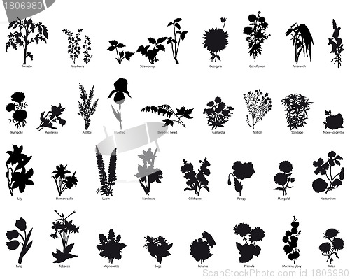 Image of plants and flowers