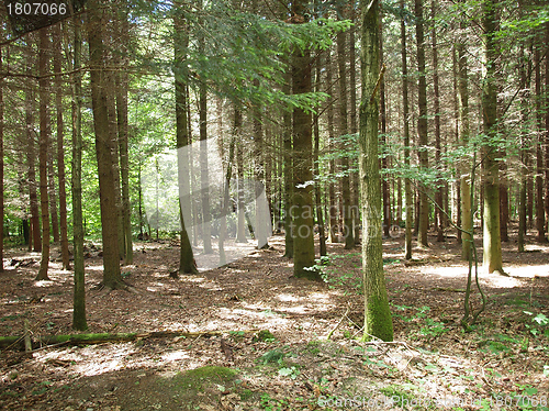 Image of Black forest