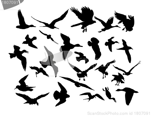 Image of Vector flying birds