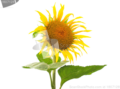 Image of Sunflower flower